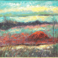 Red Algae Illuminated