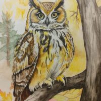 Owl