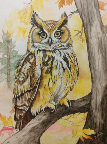Owl