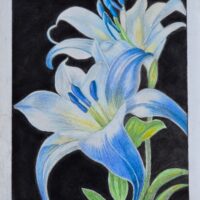Blue Lily